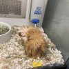 Selling Guinea pig for 100$ cage included