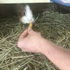 Chocolate &amp;amp; S&#039;mores looking for a loving home