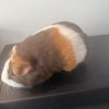 Guinea Pig with cage and all initial supplies