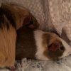 Two Adult Piggies (everything included)