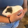 Need to rehome several guinea pigs