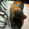 Rehoming baby Guinea Pig(3weeks)