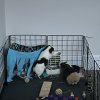 Two bonded boys in need of a new home soon!