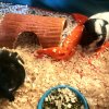 Ori &amp;amp; Yin (Bonded Males)