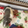 Bonded pair of Males, ages 4 &amp;amp; 5, w enclosure