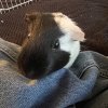Four 3 Year Old Piggies, Not Bonded