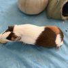 Two cute and sweet young Guinea pigs!