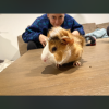 Two unbonded male Guinea pigs