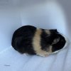 Adult male guinea pig for rehoming