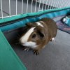 Adolescent Male Guinea Pigs | 6 months old