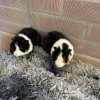 Young brother Guinea Pigs