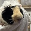 Baby Guinea Pigs up for Adoption near Philly!