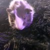 7 week old babies