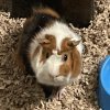 Bonded Pair! Two (2) Male Guinea Pigs