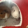 2 male guinea pigs under one years old