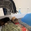 2 bonded female guinea pigs NEED A HOME