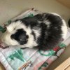 6 Female Guinea Pigs searching for a new home