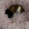 Two male guinea pigs looking for a new home