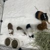 Sweet Momma with 4 babies