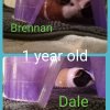Rescued Male Guinea Pigs
