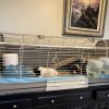 2 Guinea Pig sisters for adoption