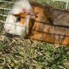 bonded female guinea pigs