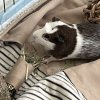 3 Male guinea pigs need a new loving home