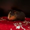 Baby Guinea pigs