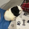 2 male Guinea pigs (about 2-3yrs old)