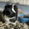 2 male guinea pigs