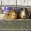 Two sweet guinea pigs need a new home!