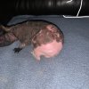 3 Male Hairless Guinea Pigs For Sale