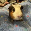 Four bonded female guinea pigs need rehomed