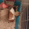Rehoming guinea pig