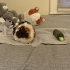 GUINEA NEEDS FRIENDS