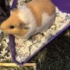 3 female cuddly piggies needing new home