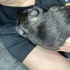 Need a forever home!