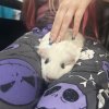 2 Female Guinea Pigs Needing Home