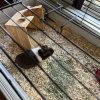 2 wonderful guinea pigs for adoption