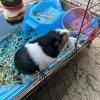 2 Guineas 1 male 1 female need loving home!!