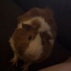 Rehome needed for two male guinea pigs