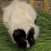 Two females to rehome