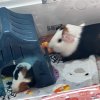 Two Bonded Males