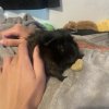 Four bonded female guinea pigs need rehomed