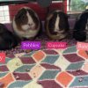 4 Sweet Female Piggies Rehome Needed