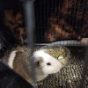 Handsome loving Guinea Pig for sale