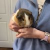 2 male 2 female bonded guineas