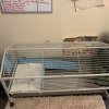 Sir George Needs a New Home