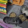 2 guinea pig boys