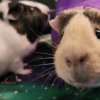 2 male guinea pigs need a good home